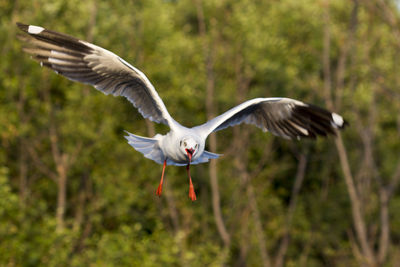 Bird flying