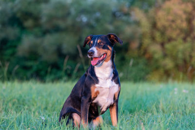 Dog sitting on field