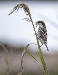 Close-up of bird perching on a plant