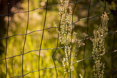 Close-up of lizard on grass