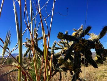 Low angle view of plants against clear blue sky