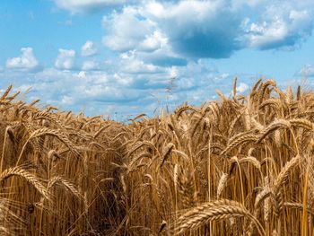 Scenic view of wheat field against sky