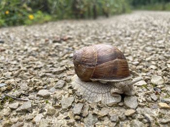 Close-up of snail