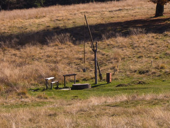 Trees on grassy field