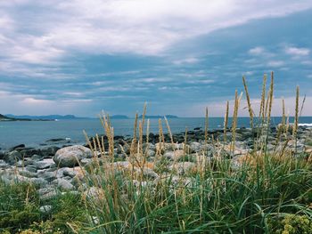 At the beach in the wild in alnes near Ålesund, like being at some kind of end of the world, nature