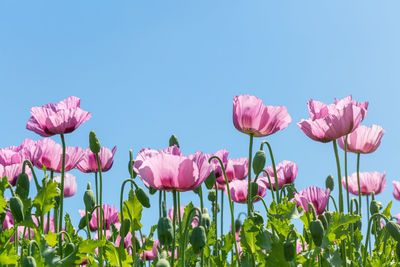 Close-up of pink tulip flowers against clear sky
