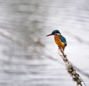 Kingfisher perching