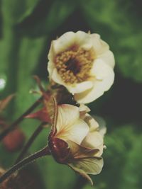 Close-up of flowers