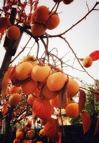 Low angle view of orange fruits hanging on tree against sky