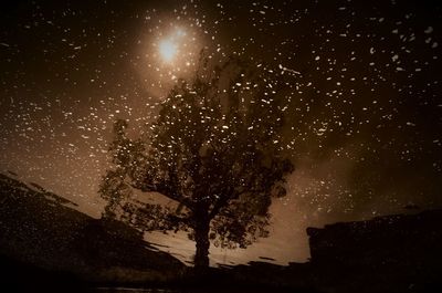 Low angle view of trees against sky at night