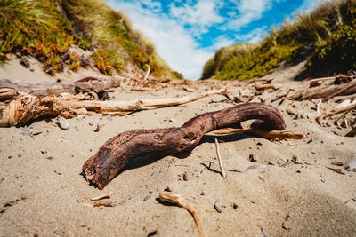 Close-up of a horse on sand