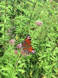 Butterfly on flower