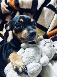 High angle view of puppy relaxing