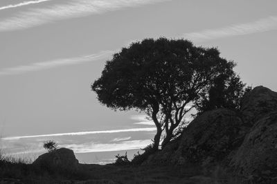 Tree on field against sky