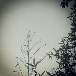 Low angle view of tree against clear sky