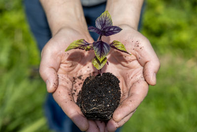 A male farmer holds a basil seedling in his hands. agriculture and farming concept.