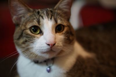 Close-up portrait of cat