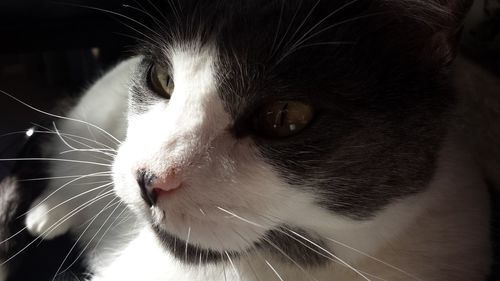 Close-up portrait of cat