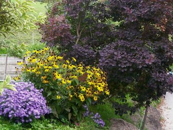 Purple flowering plants in garden