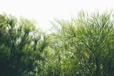 Plants growing on tree