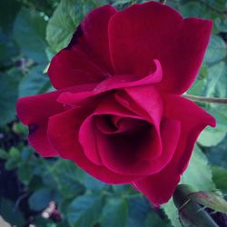 Close-up of red rose