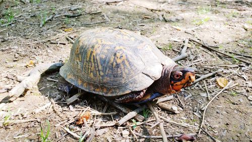 High angle view of tortoise on ground