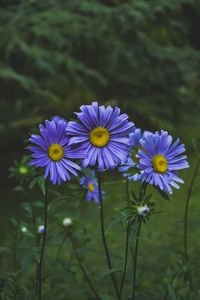 Close-up of purple flowering plants