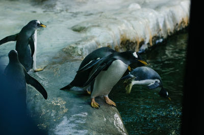 High angle view of penguin swimming in sea