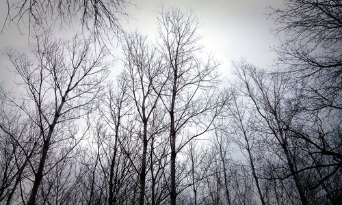 Low angle view of bare trees against sky