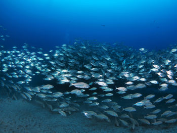 Fish swimming in sea