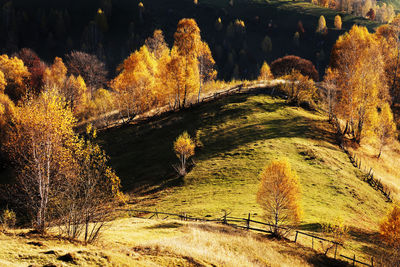 High angle view of trees growing on landscape during autumn