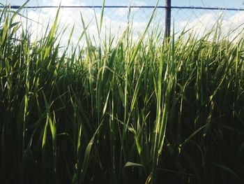 Close-up of crops growing on field against sky