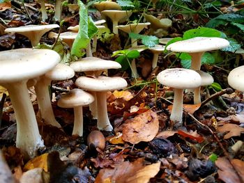 Close-up of mushrooms growing on field