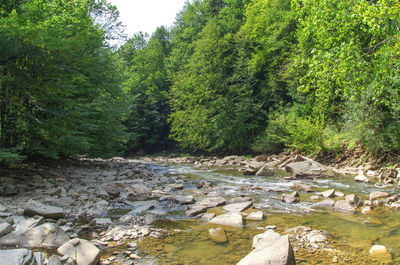 Scenic view of river in forest against sky