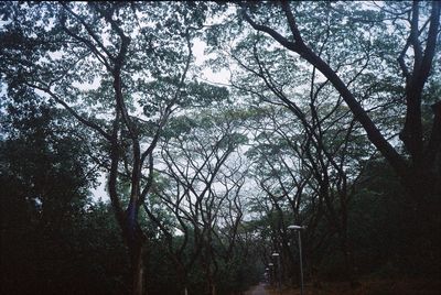 Low angle view of trees in forest against sky