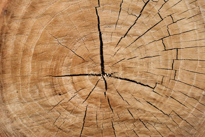 Full frame shot of tree stump
