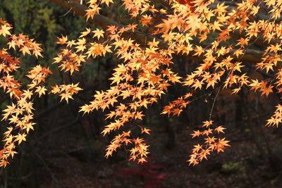 Close-up of plants against trees