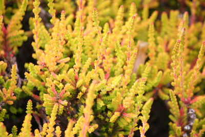 Close-up of plants