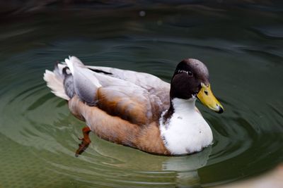 Close-up of duck swimming on lake