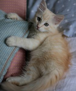 Close-up of kitten relaxing at home