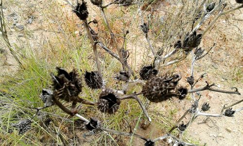 High angle view of cactus plants