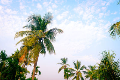 Coconut palm tree in winter seasonal theme sunrise sky. palm tree in silhouette by sunlight. 