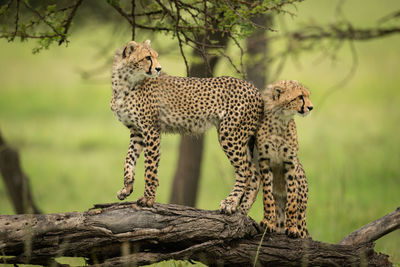 View of a cat on tree