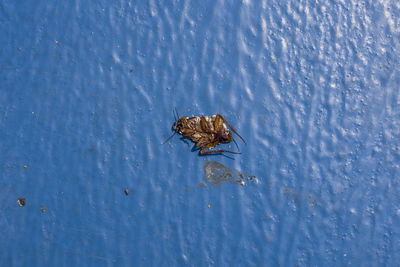 High angle view of bird swimming in lake