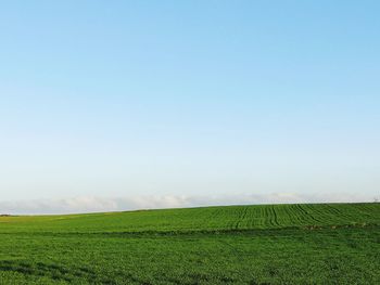 Scenic view of agricultural field against clear sky