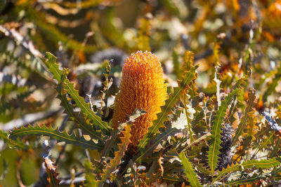 Close-up of plant