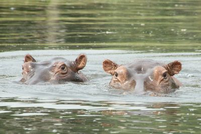 Hippos in the water