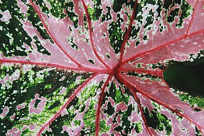 Full frame shot of leaves
