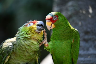 Close-up of parrot perching