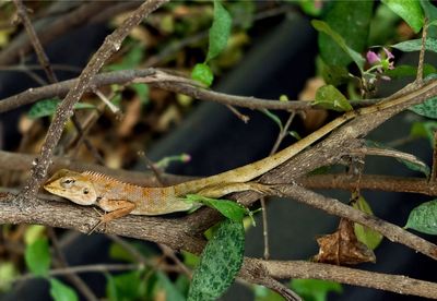 Close-up of lizard on branch